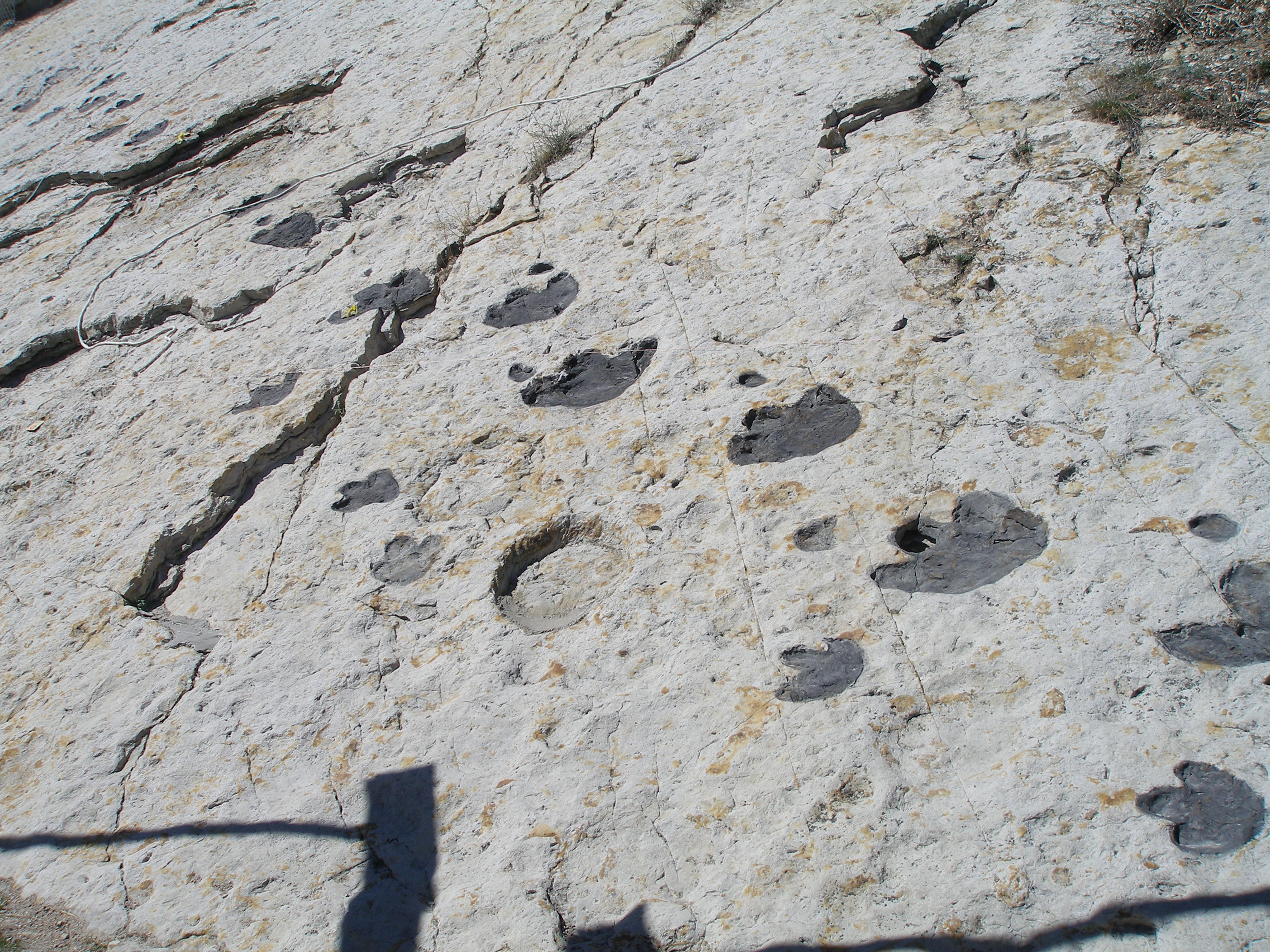 Dinosaur Tracks — Colorado Department of Transportation